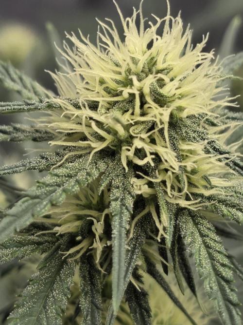 Guava Runtz Auto. Week 6