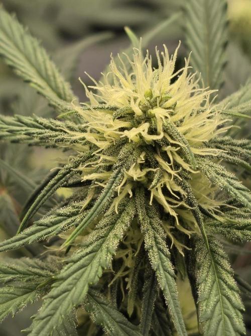 Guava Runtz Auto. Week 6