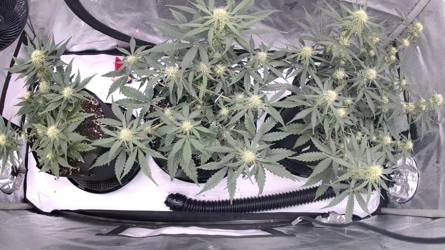 Guava Runtz Auto. Week 6