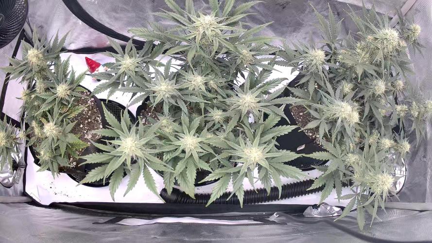 Guava Runtz Auto. Week 7