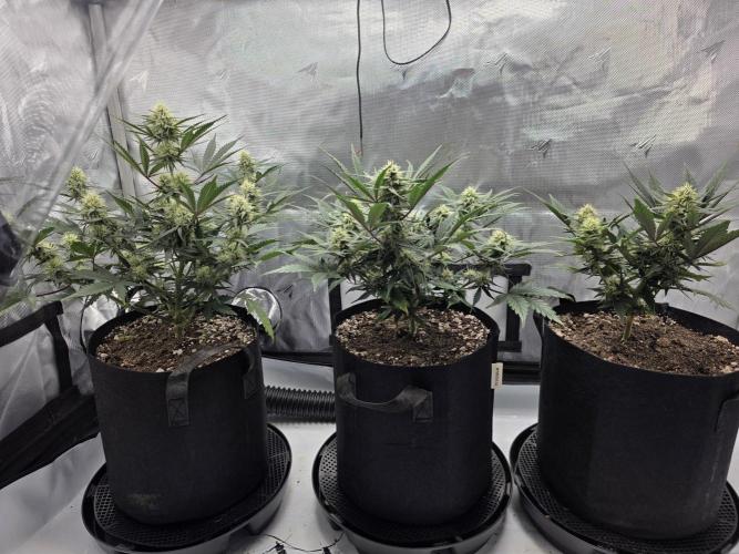 Guava Runtz Auto. Week 7
