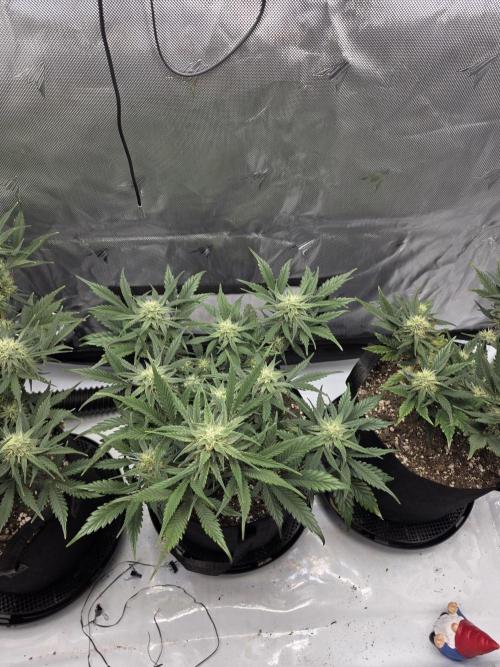 Guava Runtz Auto. Week 7