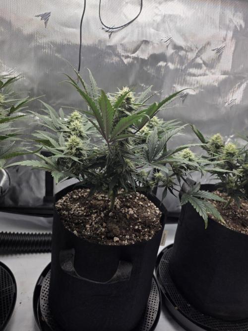 Guava Runtz Auto. Week 7