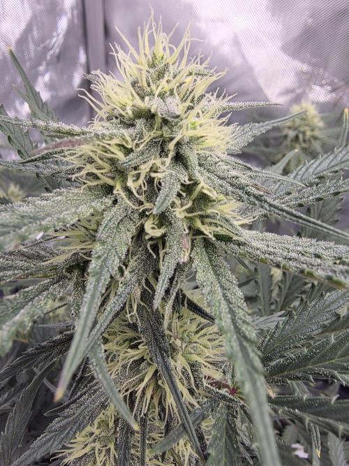 Guava Runtz Auto. Week 7