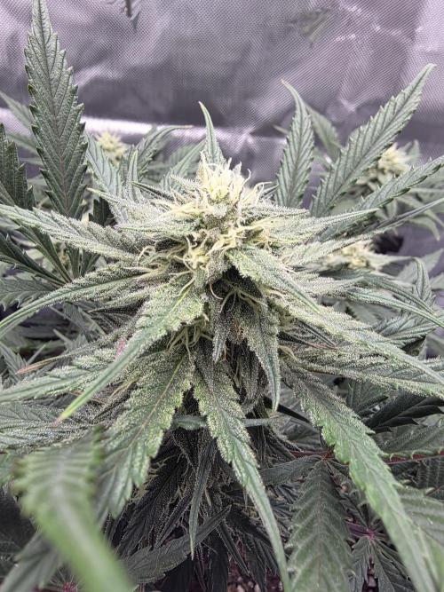 Guava Runtz Auto. Week 7