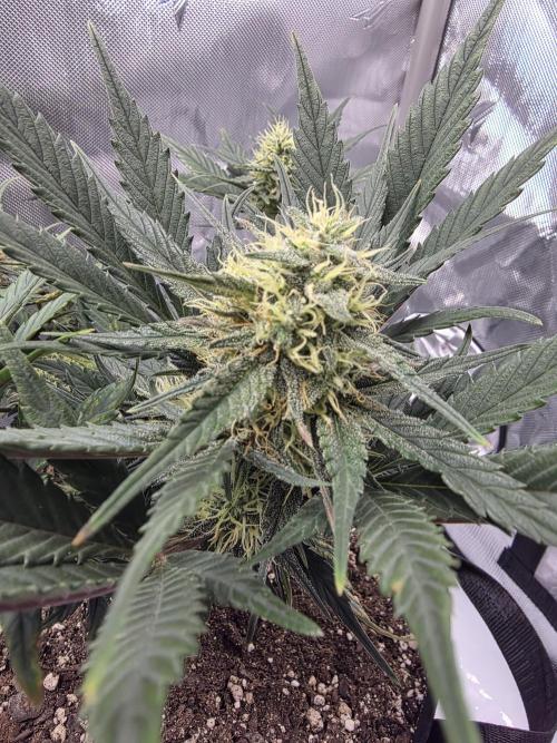 Guava Runtz Auto. Week 7