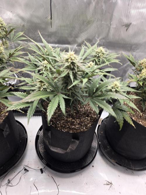 Guava Runtz Auto. Week 8