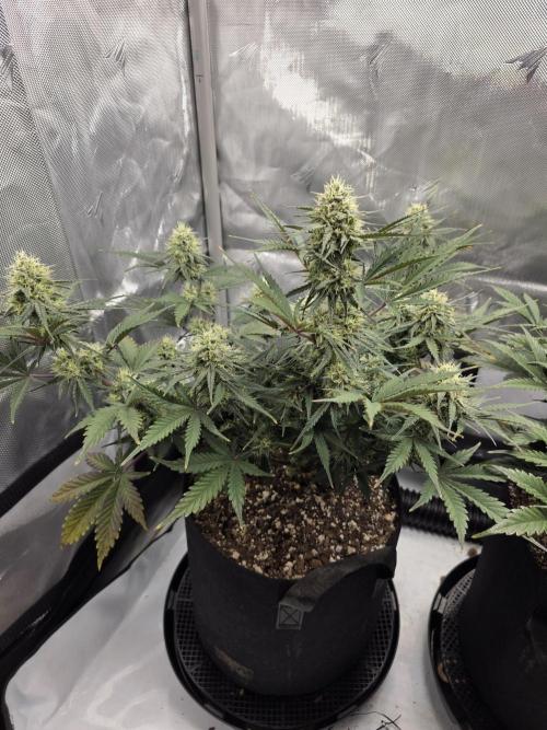 Guava Runtz Auto. Week 8
