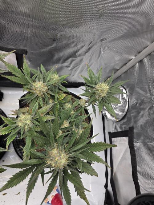 Guava Runtz Auto. Week 8