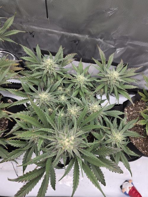 Guava Runtz Auto. Week 8