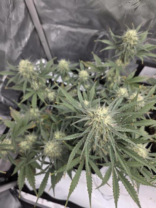 Guava Runtz Auto. Week 8