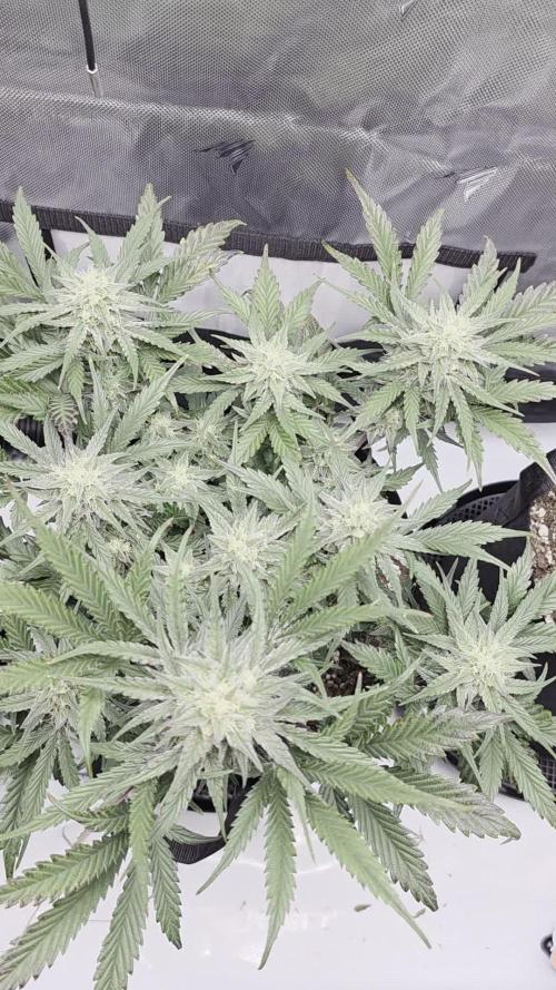 Guava Runtz Auto