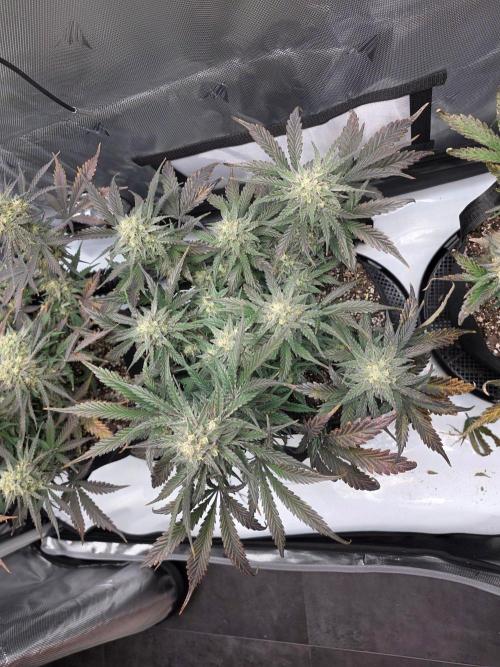 Guava Runtz Auto. Week 9