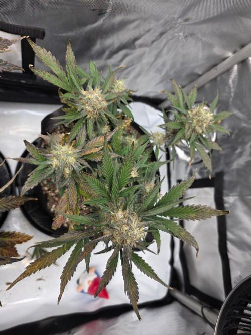 Guava Runtz Auto. Week 9