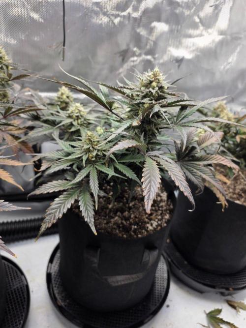 Guava Runtz Auto. Week 9
