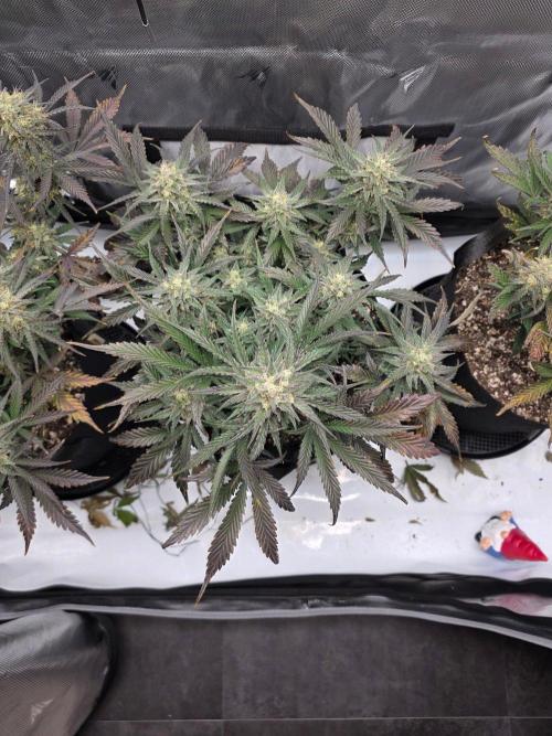 Guava Runtz Auto. Week 9