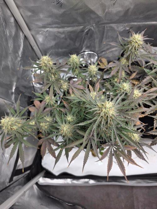 Guava Runtz Auto. Week 9