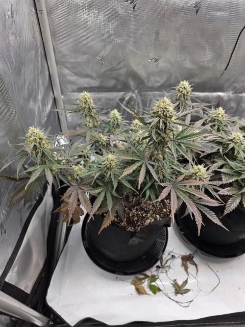 Guava Runtz Auto. Week 9