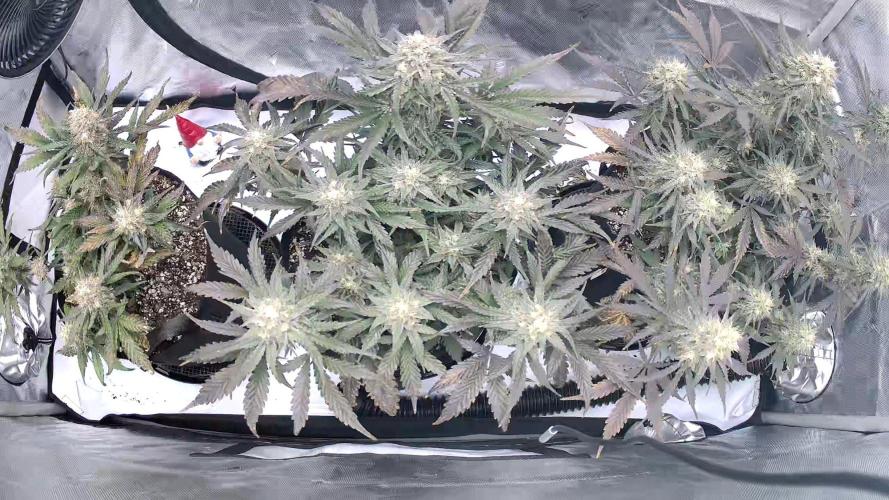 Guava Runtz Auto. Week 9