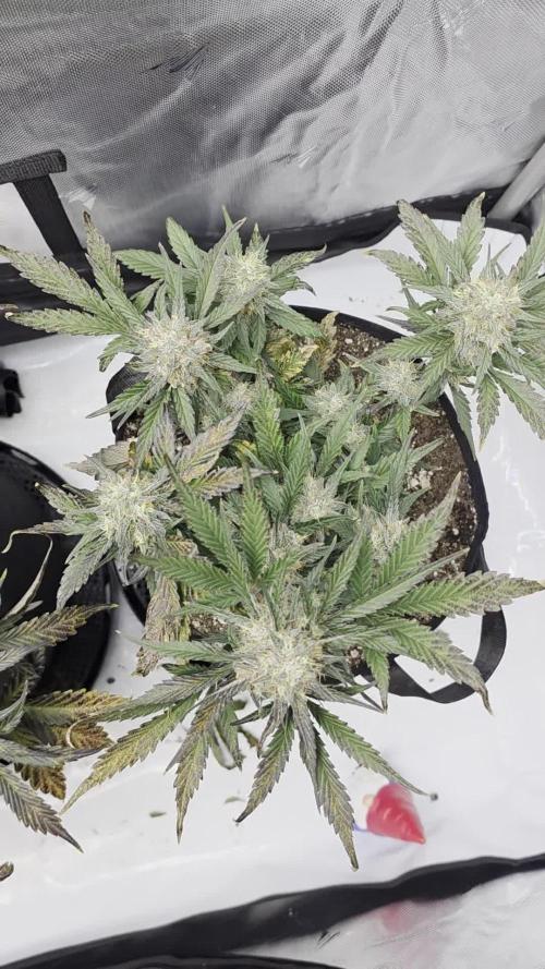 Guava Runtz Auto