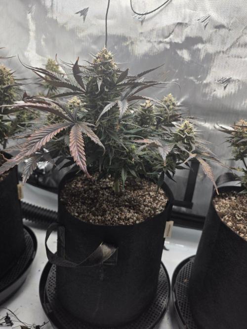 Guava Runtz Auto. Week 10