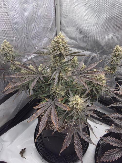 Guava Runtz Auto. Week 10