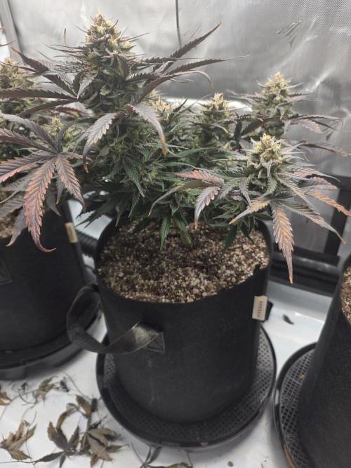 Guava Runtz Auto. Week 10