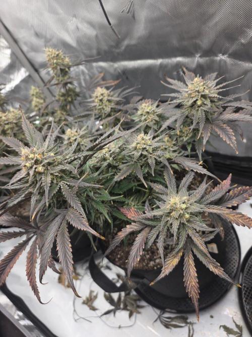 Guava Runtz Auto. Week 10