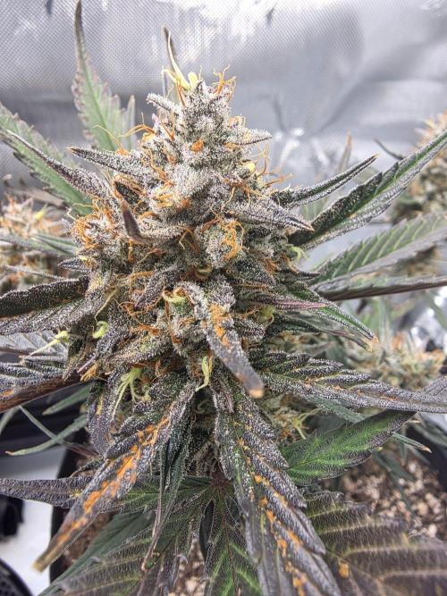Guava Runtz Auto. Week 10