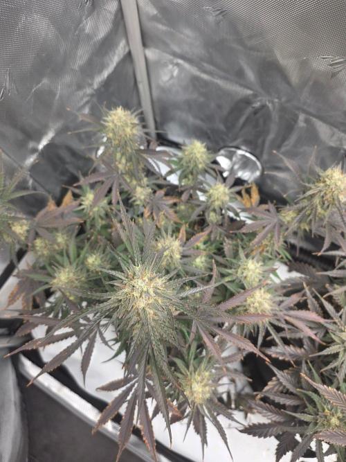 Guava Runtz Auto. Week 10