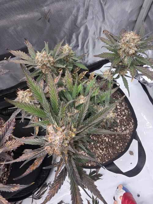 Guava Runtz Auto. Week 10
