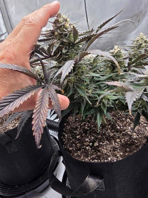Guava Runtz Auto. Week 10