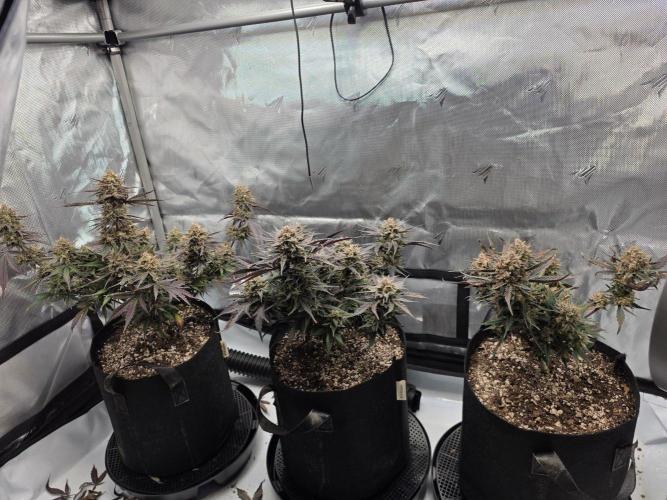 Guava Runtz Auto. Week 11