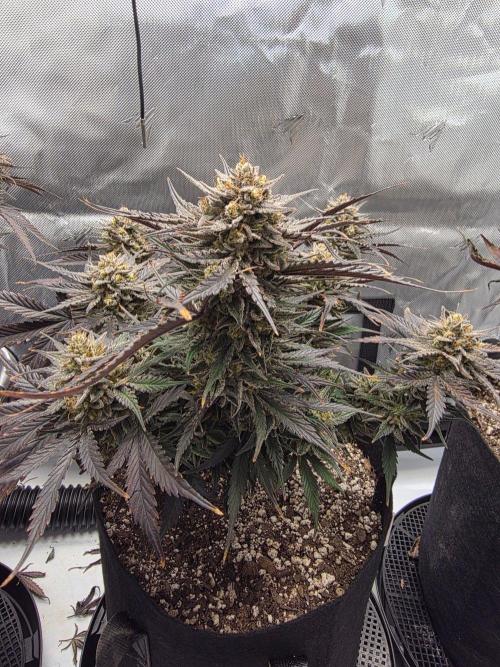 Guava Runtz Auto. Week 11