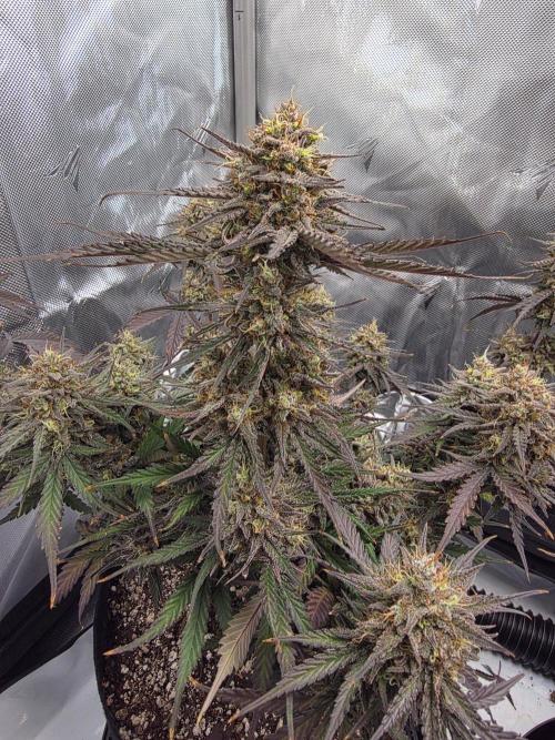 Guava Runtz Auto. Week 11