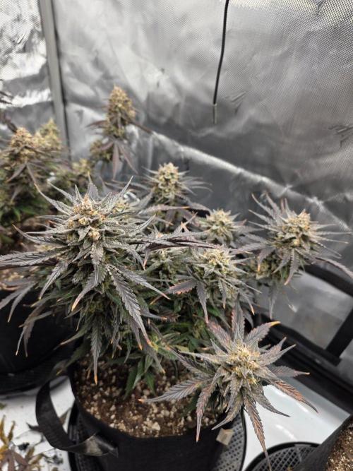 Guava Runtz Auto. Week 11