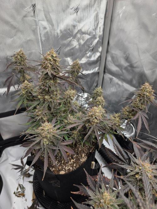 Guava Runtz Auto. Week 11