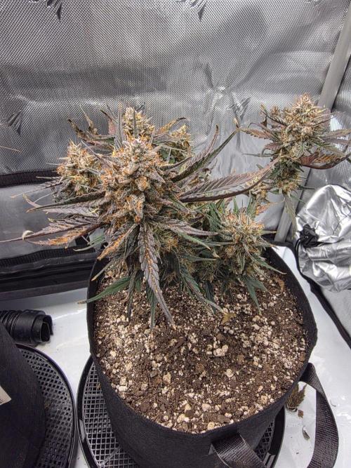 Guava Runtz Auto. Week 11