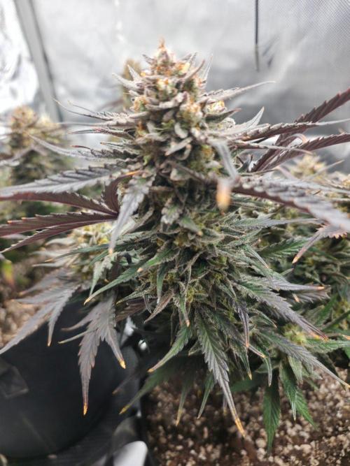 Guava Runtz Auto. Week 11