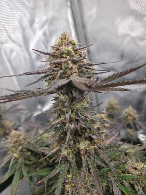 Guava Runtz Auto. Week 11