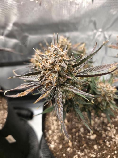 Guava Runtz Auto. Week 11