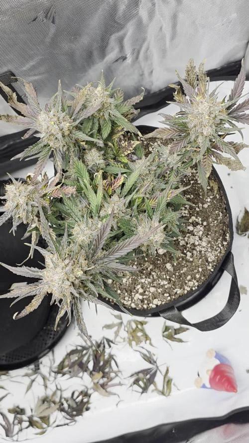 Guava Runtz Auto
