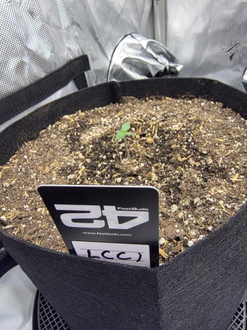 Fast Buds, 2 Strains, 3rd run. Week 1