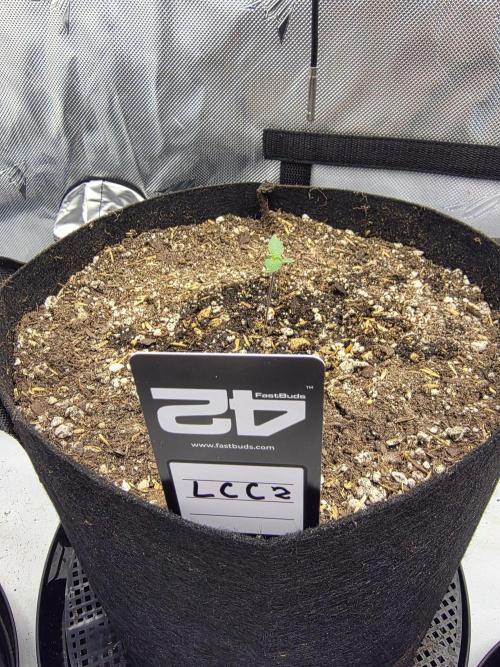 Fast Buds, 2 Strains, 3rd run. Week 1