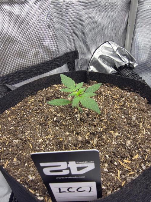 Fast Buds, 2 Strains, 3rd run. Week 2