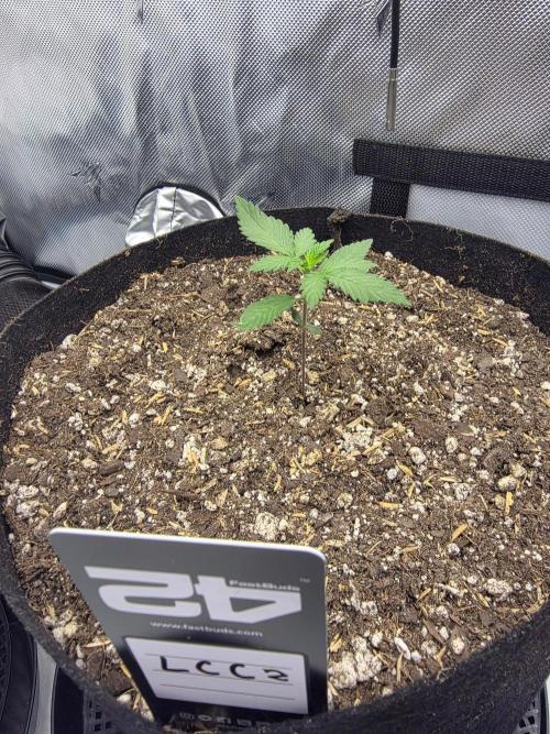 Fast Buds, 2 Strains, 3rd run. Week 2