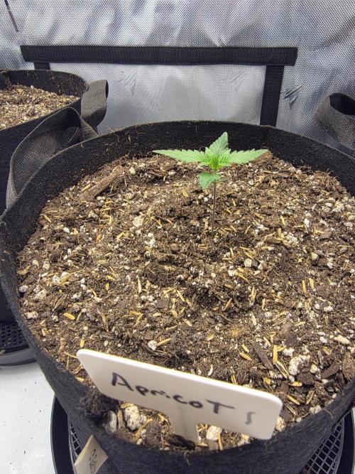 Fast Buds, 2 Strains, 3rd run. Week 2