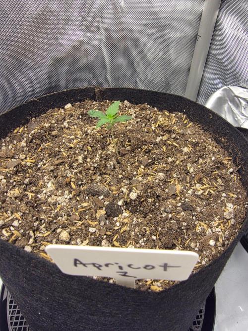 Fast Buds, 2 Strains, 3rd run. Week 2
