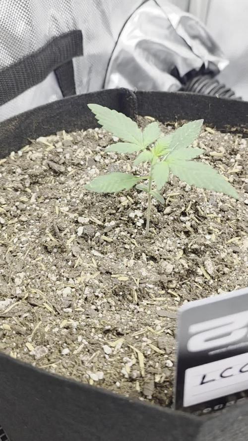 Fast Buds, 2 Strains, 3rd run