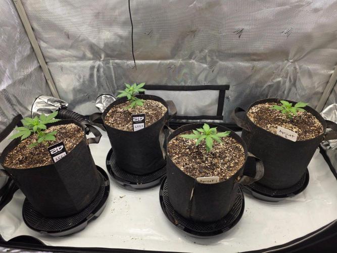 Fast Buds, 2 Strains, 3rd run. Week 3